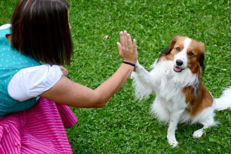 Canine Psychology Says When Your Dog Places a Paw on Your Arm Without Looking at You They Are Not Intentionally Ignoring You - They Are Casual Behavioral Expressions of Comfort and Environmental Awareness