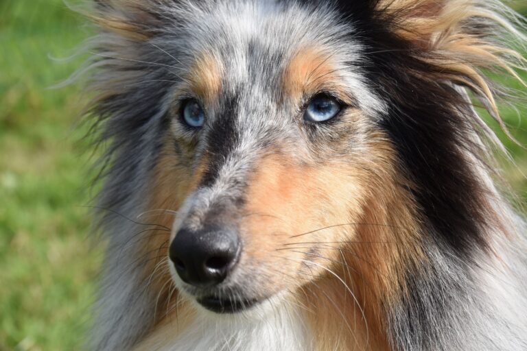 Canine Research Has Found That Dogs Who Gaze Longest at Their Owners During Interaction Show the Highest Measured Increases in Oxytocin in Both the Dog and the Human