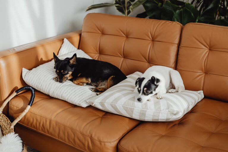 Animal Psychology Says Dogs Who Sleep on Your Pillow While You Are Away Are Not Being Rebellious - They Are Seeking Comfort From Your Scent to Soothe the Separation