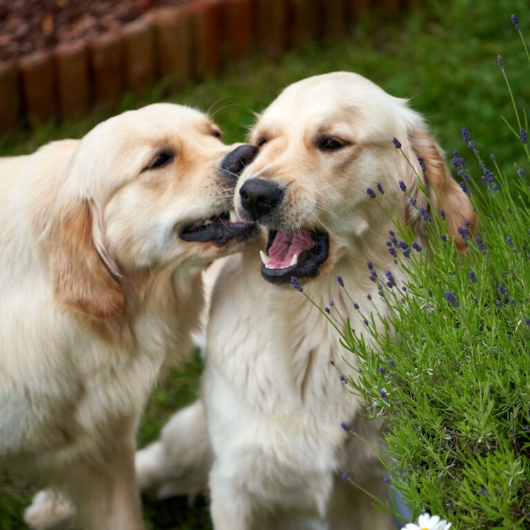 The Zodiac Signs Most Likely To Bond With a Golden Retriever