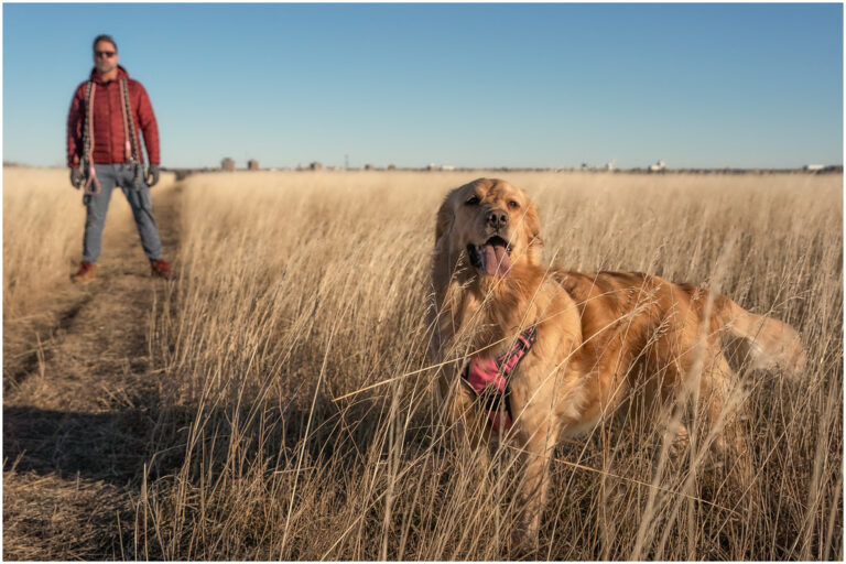 Why Golden Retrievers Are the Emotional Support You Didn’t Know You Needed