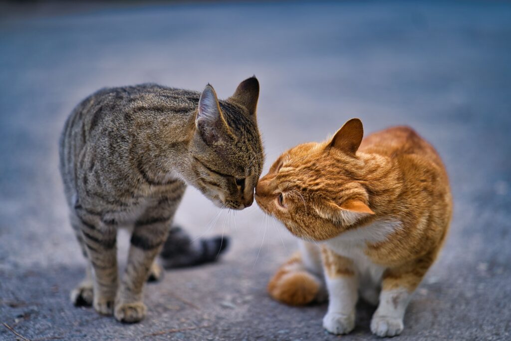 8 Signs Your Cat Thinks You're Their Favorite Human