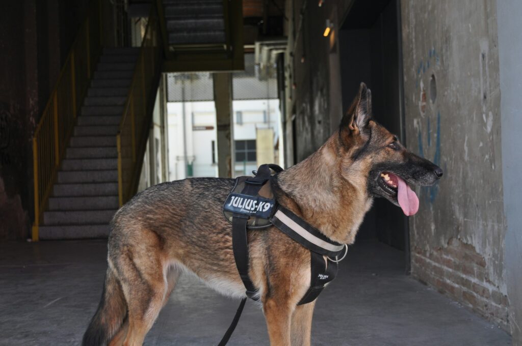 Animal Science Says Trained Dogs Can Reliably Detect the Distinct Odor That Accompanies Human Epileptic Seizures With High Accuracy