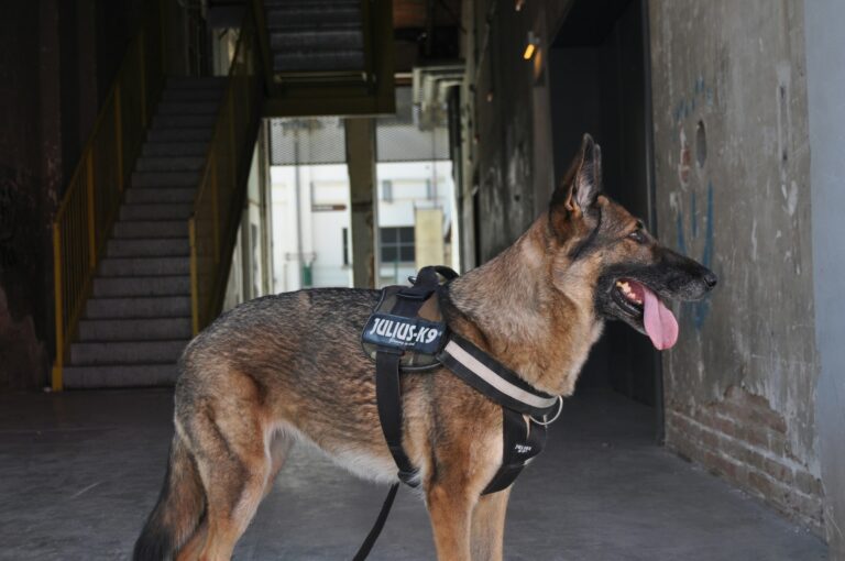 Animal Science Says Trained Dogs Can Reliably Detect the Distinct Odor That Accompanies Human Epileptic Seizures With High Accuracy