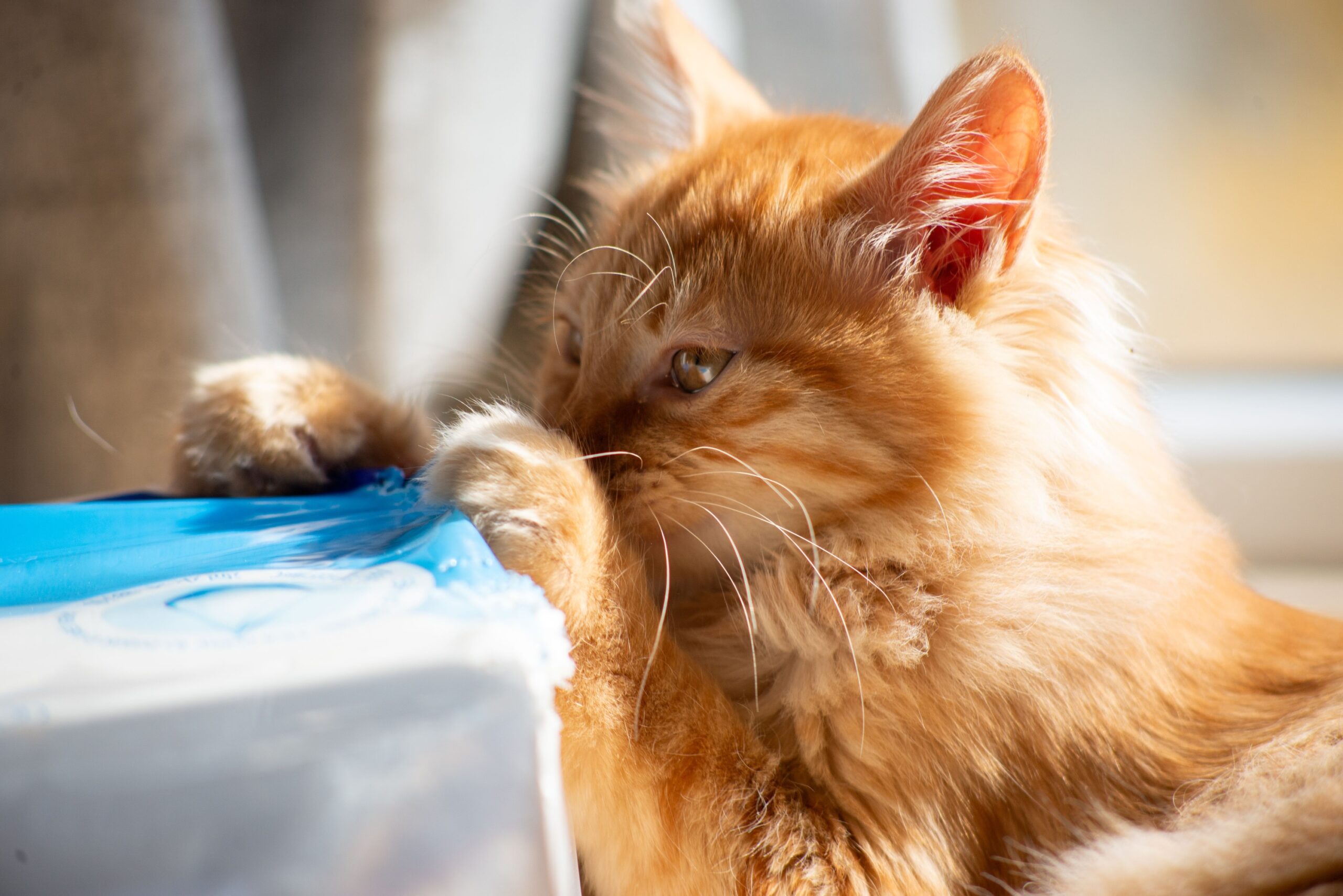 9 Strange Things Cats Do at 3 A.M.