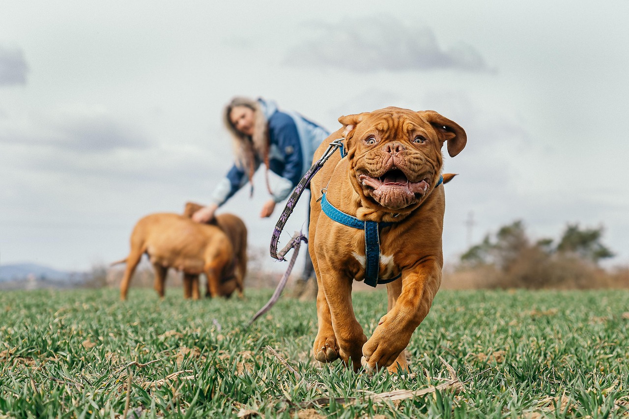 10 Dog Breeds That Keep Up With a Slow and Steady Lifestyle