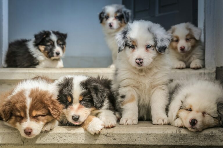 10 Red Flags When Buying a Puppy From a Breeder