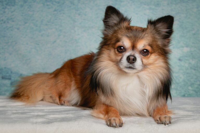 When a Chihuahua Thinks They’re Your Emotional Bodyguard