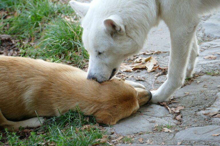 What It Means When a Dog Licks Your Ears