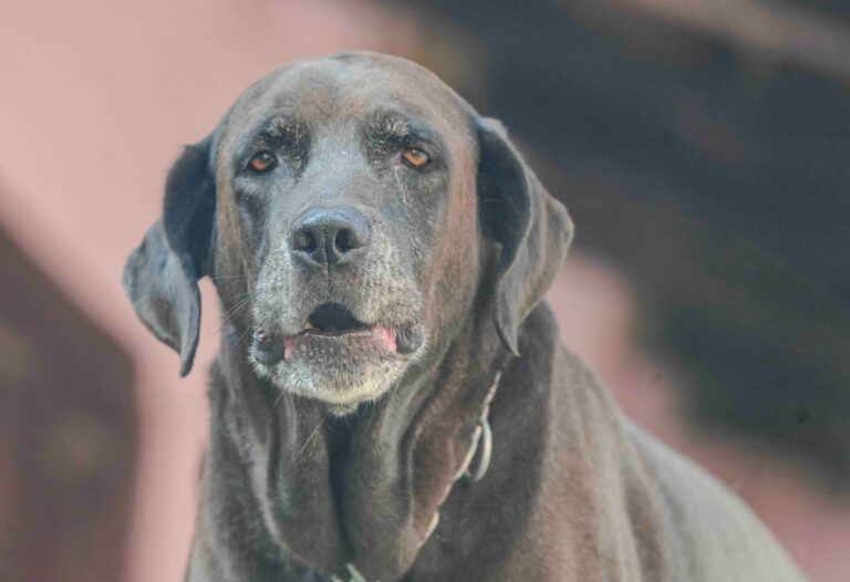 7 Things Your Dog Does in the Week Before They Cross the Rainbow Bridge That Most Owners Only Recognize Too Late