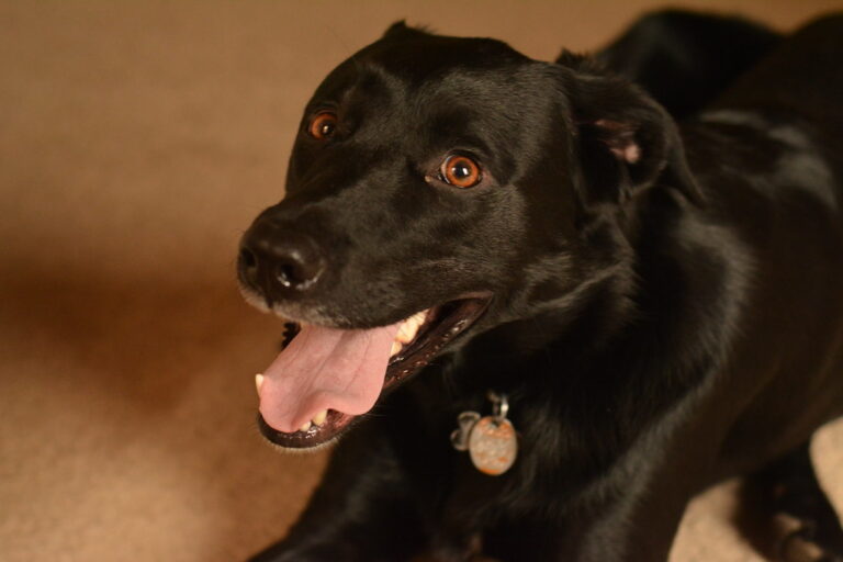 10 Signs Your Dog Is Holding On Before Crossing the Rainbow Bridge