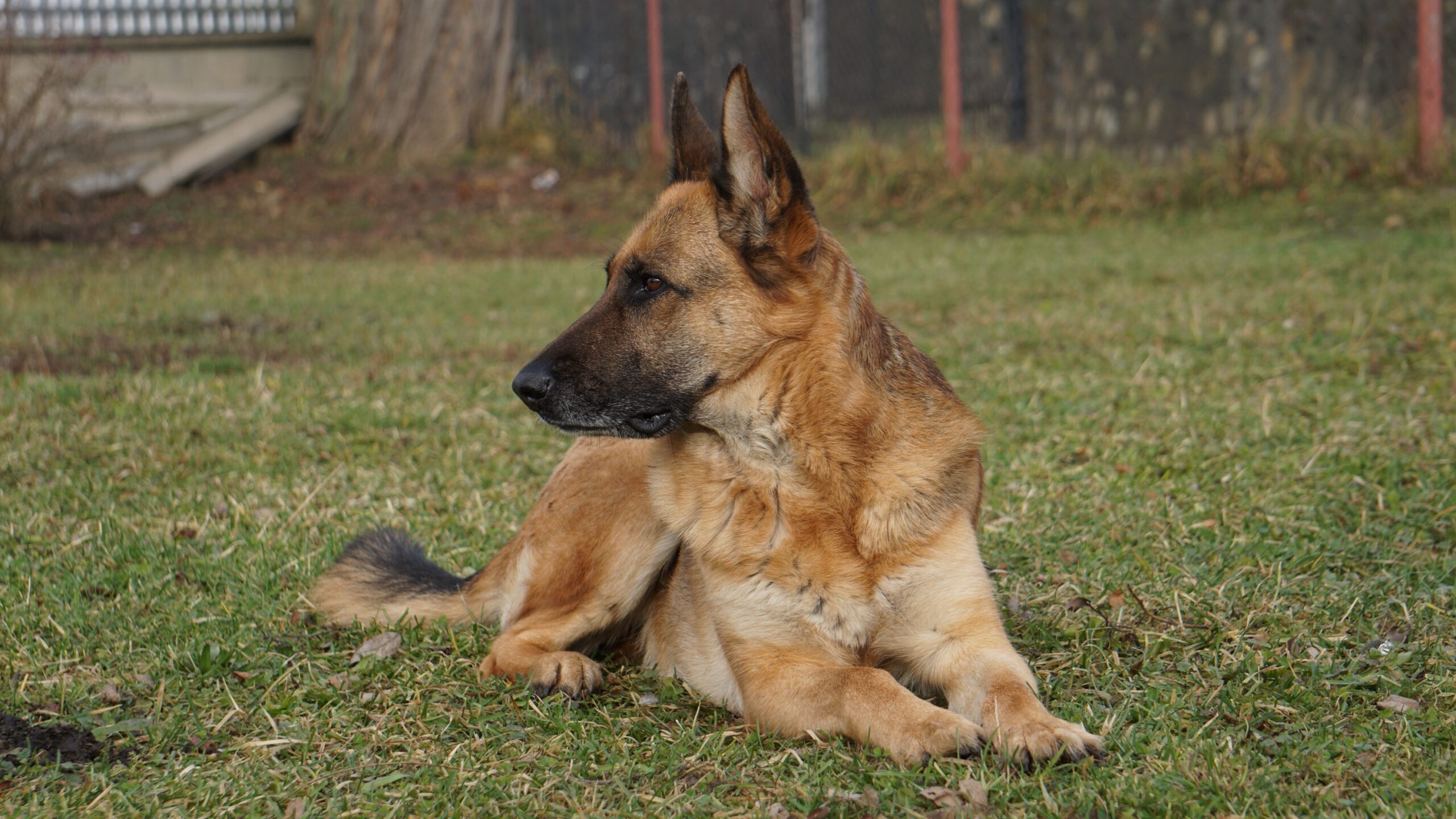 12 Dog Breeds That Sense When You're Sad and 4 That Have Absolutely No Idea