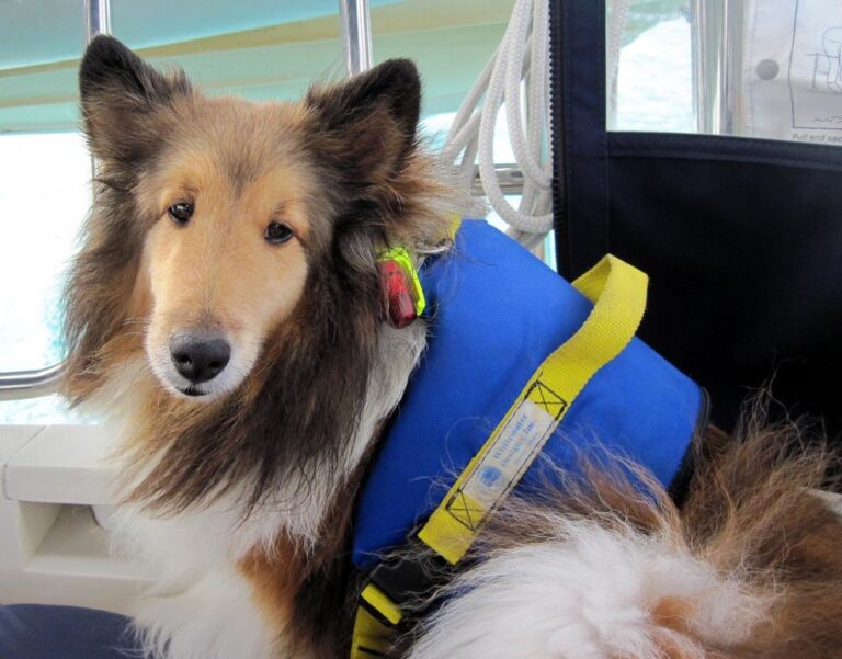 15 Things That Help an Anxious Dog Finally Feel Secure Again