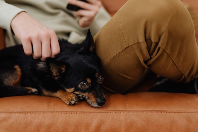 14 Things Your Dog Would Do for You Without a Second of Hesitation