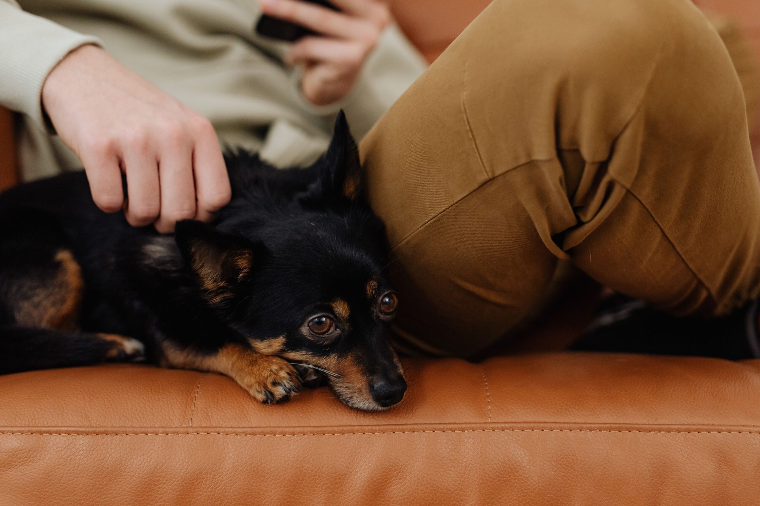 14 Things Your Dog Would Do for You Without a Second of Hesitation