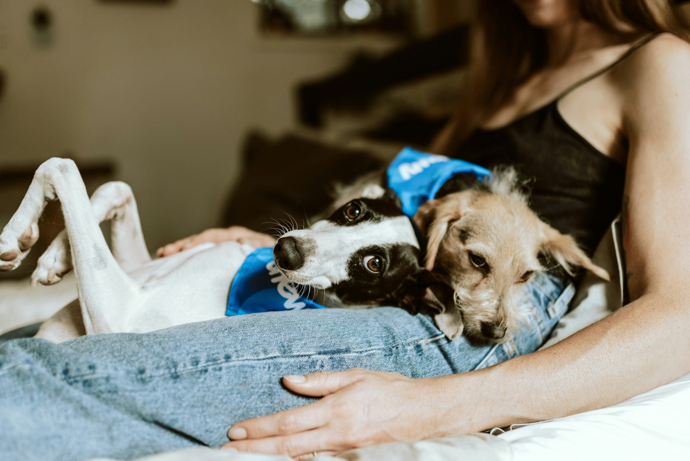 14 Things Your Dog Is Really Saying With That Long Slow Sigh
