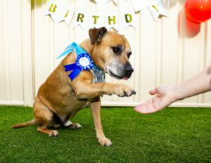 13 Signs Your Aging Dog Is Genuinely Happy These Days