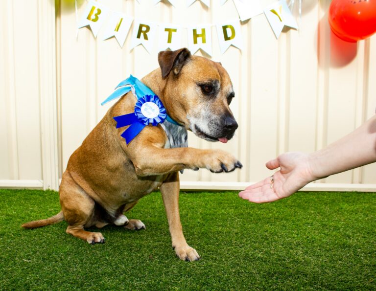 13 Signs Your Aging Dog Is Genuinely Happy These Days