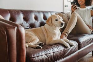 Your Old Dog Isn't Just Slowing Down - 14 Signs It Is Aging With Joy