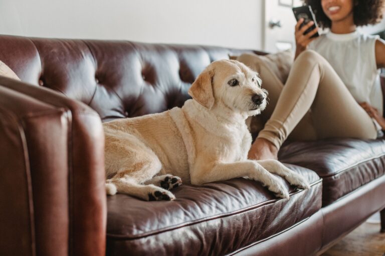 Your Old Dog Isn't Just Slowing Down - 14 Signs It Is Aging With Joy