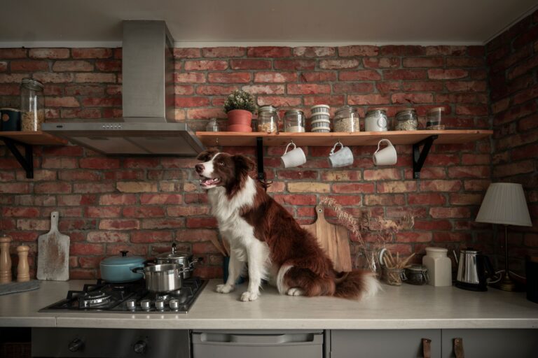13 Reasons Your Dog Follows You From Room to Room All Day Long