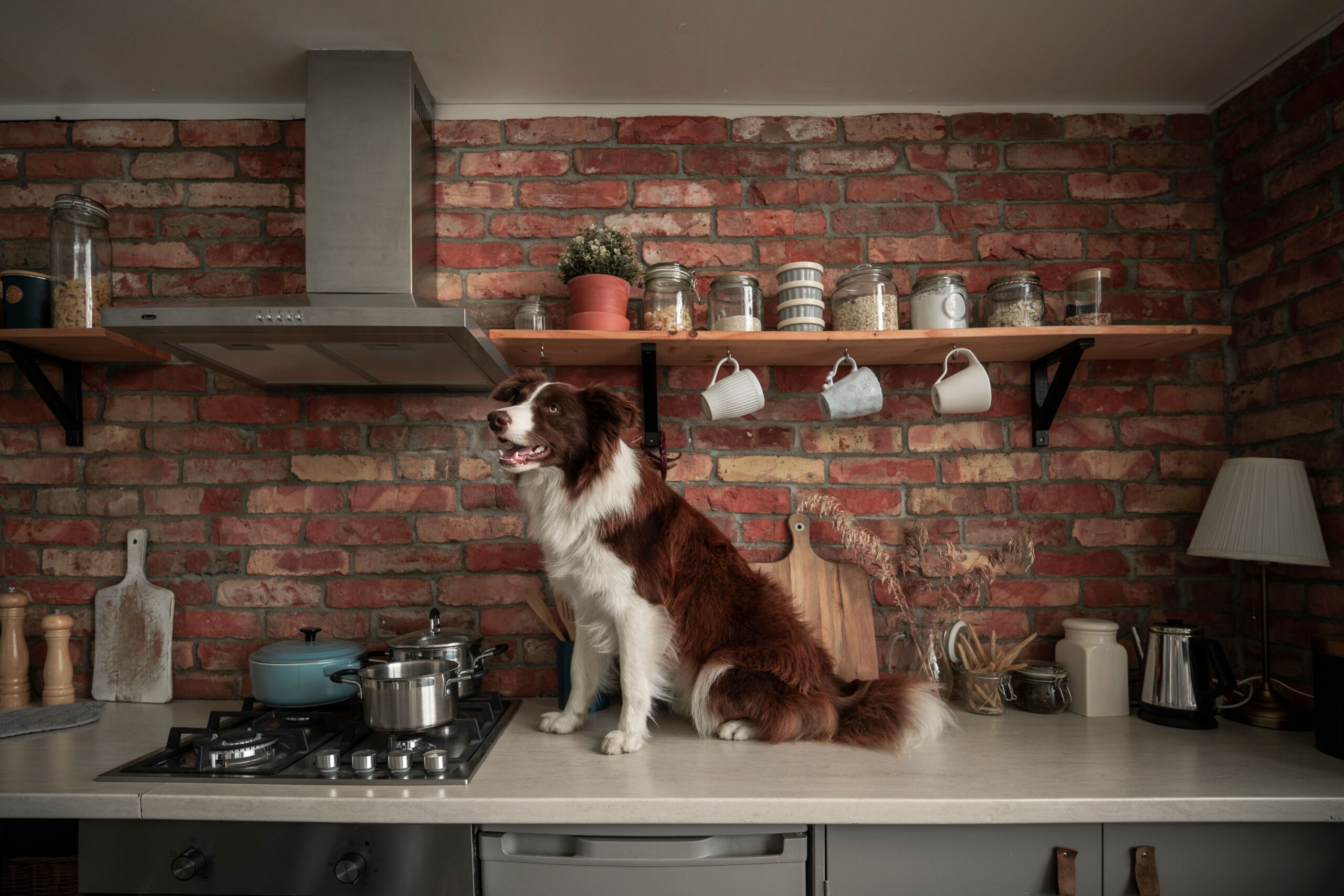 13 Reasons Your Dog Follows You From Room to Room All Day Long