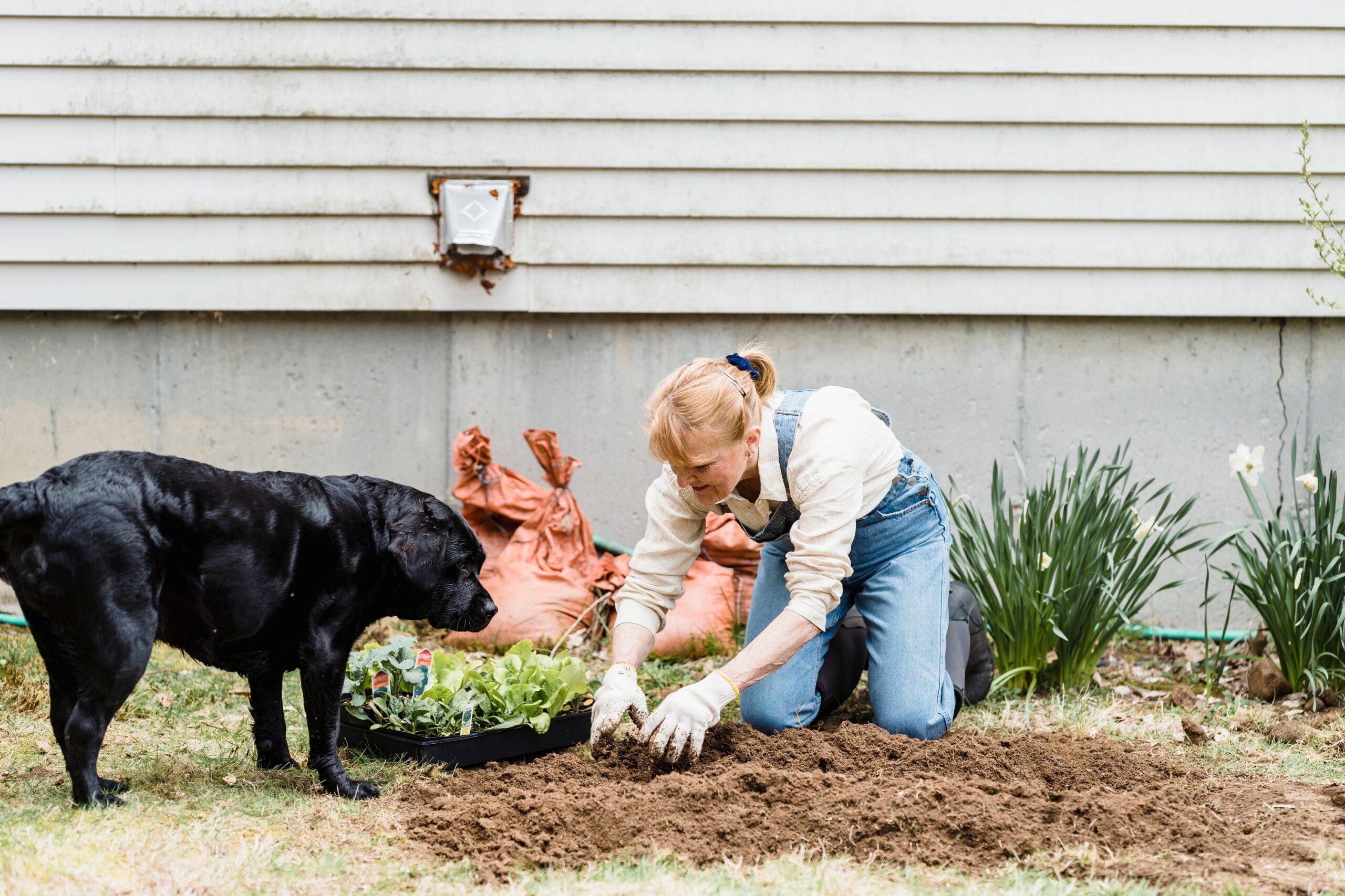 25 Things Labrador Owners Do That Prove the Dog Actually Runs the House