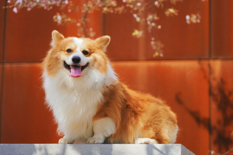 Every Corgi Owner Knows These 13 Things First-Time Owners Never Believe
