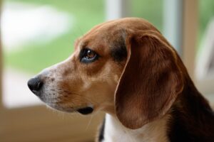 15 Things That Only Truly Make Sense Once You Have Owned a Beagle