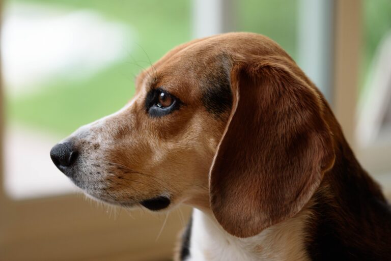 15 Things That Only Truly Make Sense Once You Have Owned a Beagle