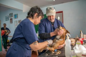 15 Things Veterinarians Wish Dog Owners Would Stop Doing to Their Pets Without Realizing the Damage