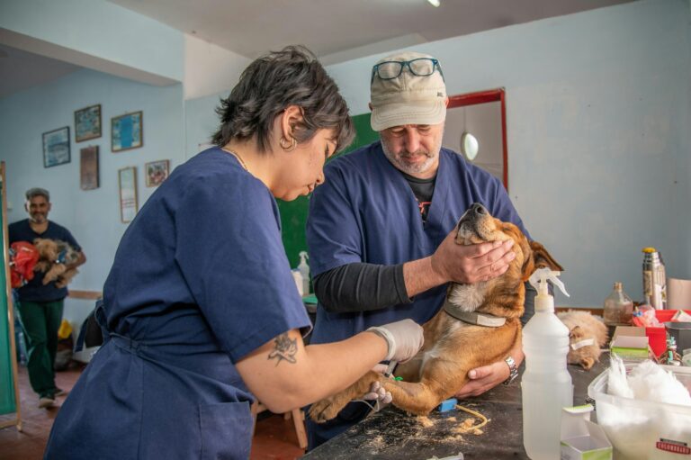 15 Things Veterinarians Wish Dog Owners Would Stop Doing to Their Pets Without Realizing the Damage
