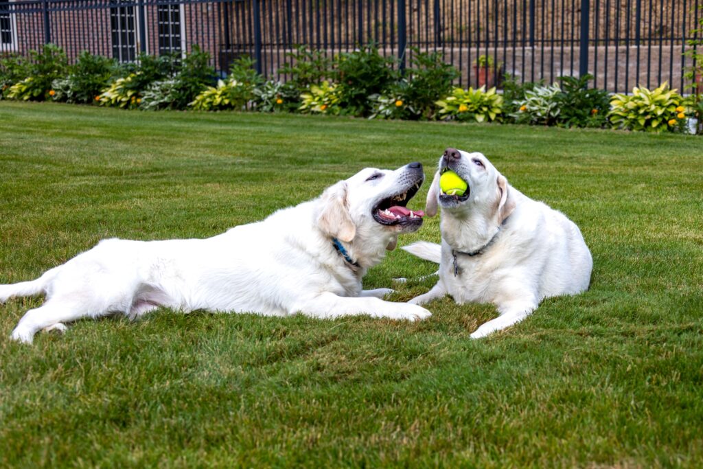 10 Signs Your Dog Has Entered the Stage of Life Where Every Day Is a Gift - And Doesn't Know It