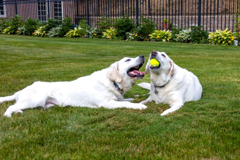 10 Signs Your Dog Has Entered the Stage of Life Where Every Day Is a Gift - And Doesn't Know It