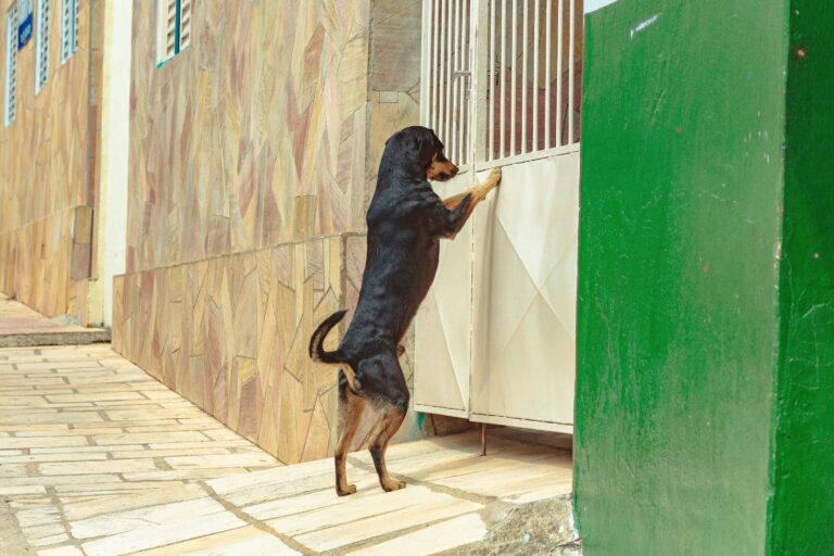 12 Things Your Dog Does When They Think You Are Leaving Forever Versus Just Going to the Shops