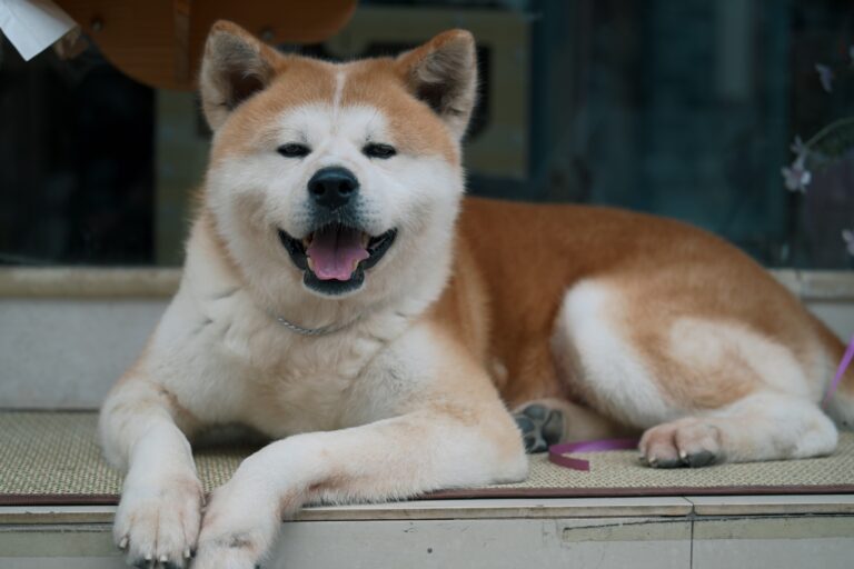 9 Dog Breeds That Are Living Proof That Loyalty Is a Biology - Not a Feeling