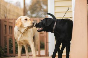 9 Things That Happen to an Only Dog When a Second Dog Is Brought Into the Home