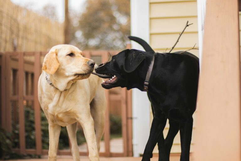 9 Things That Happen to an Only Dog When a Second Dog Is Brought Into the Home