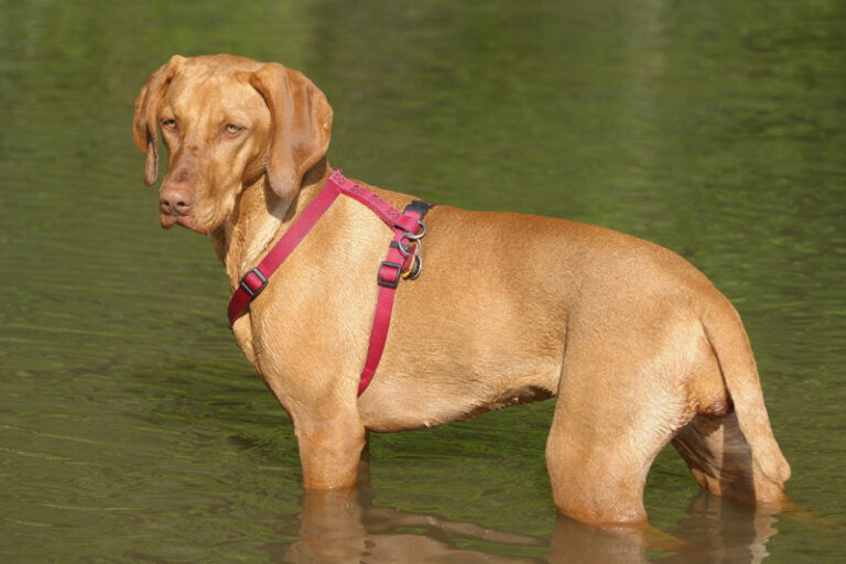9 Dog Breeds That Fall Apart Emotionally When Their Owner Raises Their Voice - Even Just Once