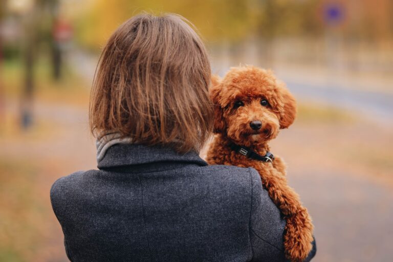 15 Dog Breeds That Are So Emotionally Sensitive They Should Come With a Warning Label for New Owners