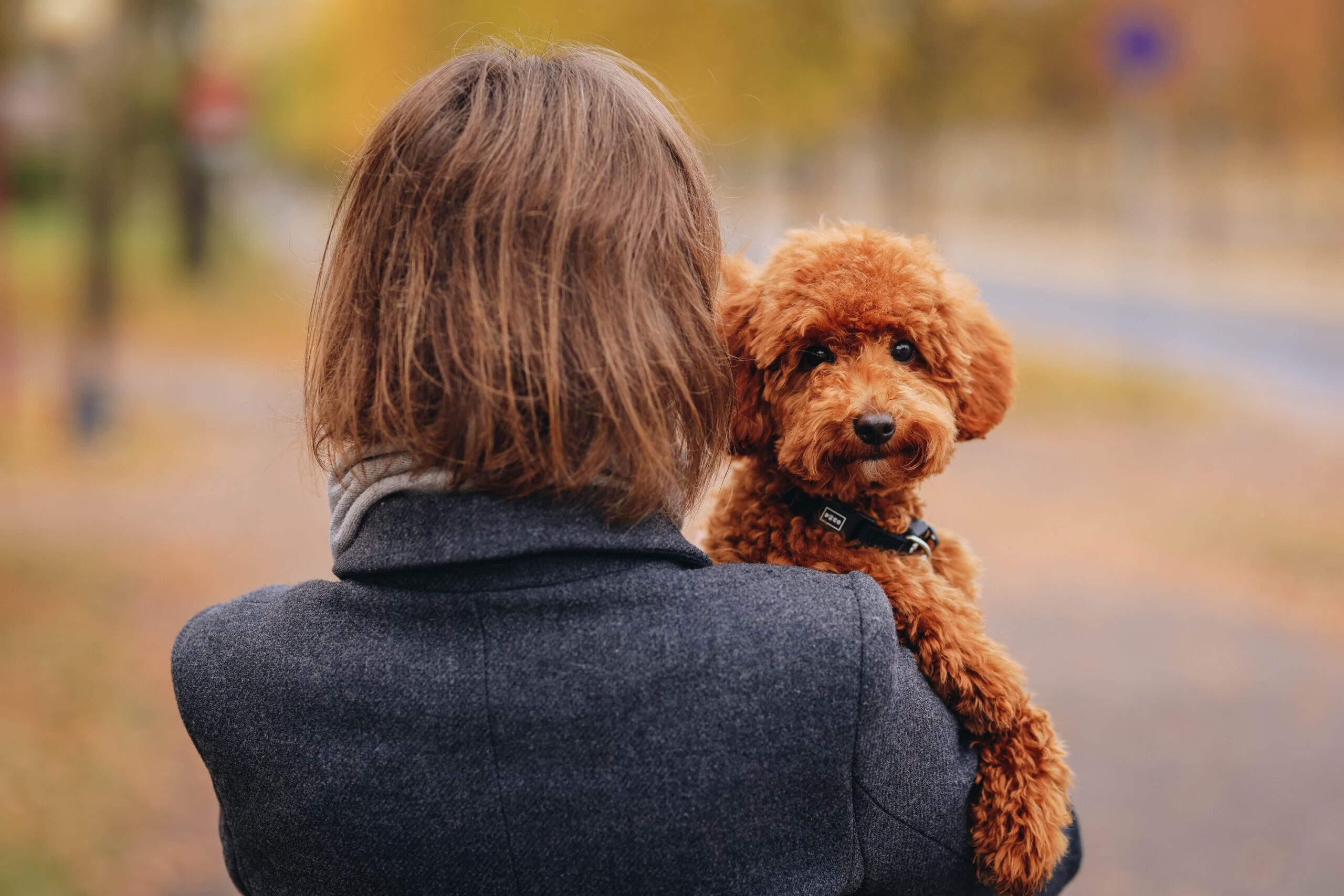 15 Dog Breeds That Are So Emotionally Sensitive They Should Come With a Warning Label for New Owners