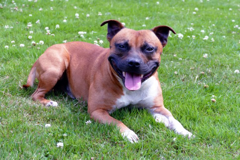 10 Dog Breeds That Cost Almost Nothing to Make Happy and Everything to Watch Walk Away