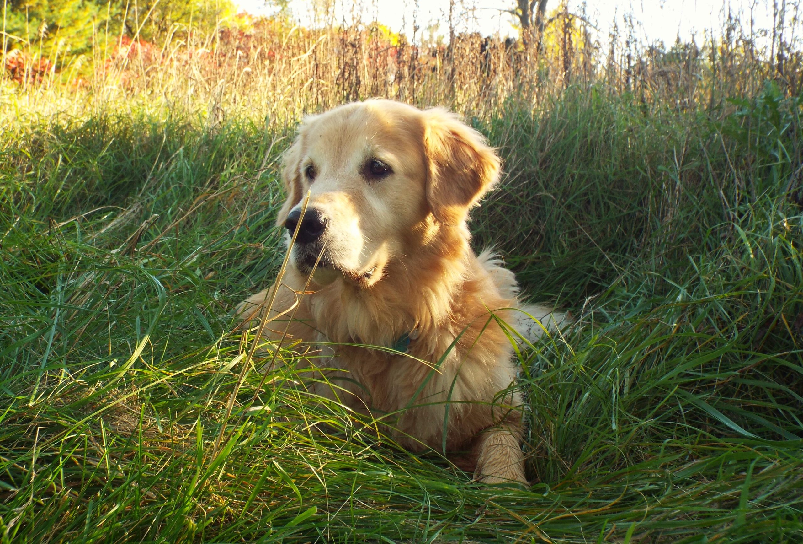 7 Dog Breeds That Have Saved Their Owner's Life Without Being Trained to Do Anything Except Love Them