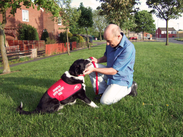 Studies Have Shown That Trained Dogs Can Detect Dangerously Low Blood Sugar in Diabetic Owners by Smelling the Chemical Changes That Precede a Hypoglycemic Episode
