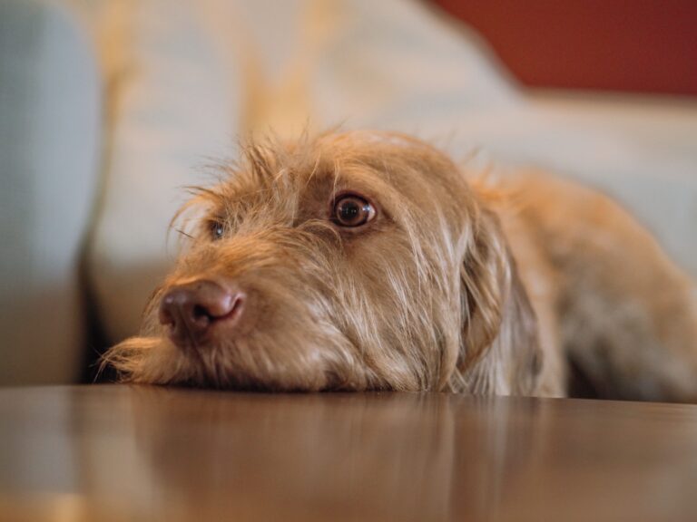 Research Shows That Dogs Can Smell the Cortisol Your Body Releases When You Are Stressed - Which Is Why They Often React to Your Anxiety Before You Have Said or Done Anything to Signal It