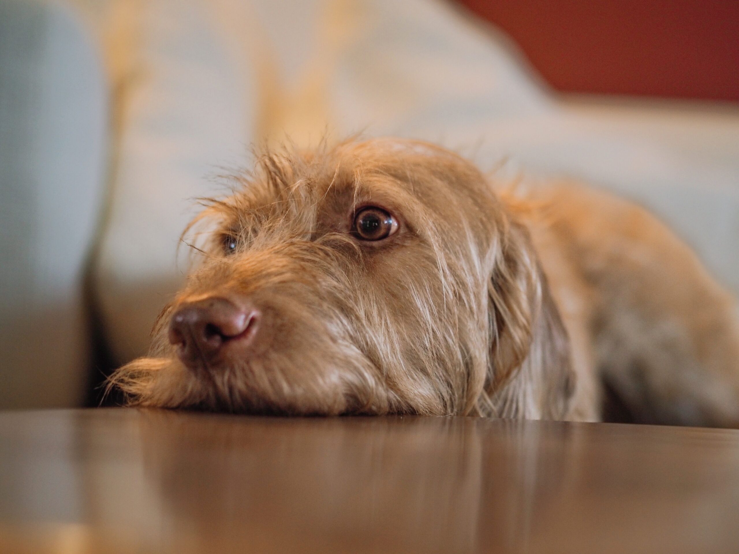 Research Shows That Dogs Can Smell the Cortisol Your Body Releases When You Are Stressed - Which Is Why They Often React to Your Anxiety Before You Have Said or Done Anything to Signal It