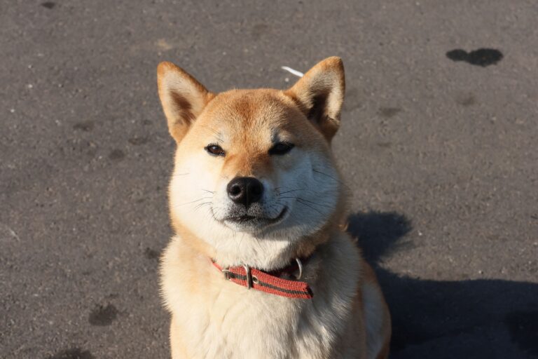 7 Dog Breeds That Refuse to Bond With More Than One Person - And Mean It Until Their Last Breath