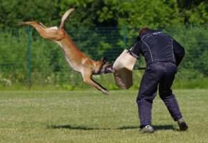 7 Dog Breeds That Will Walk Into Fire for the Person They Love and Have the Historical Record to Prove It