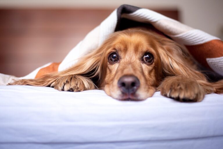 12 Signs Your Dog Is Bored in a Way That Is Damaging Their Brain - Not Just Their Furniture