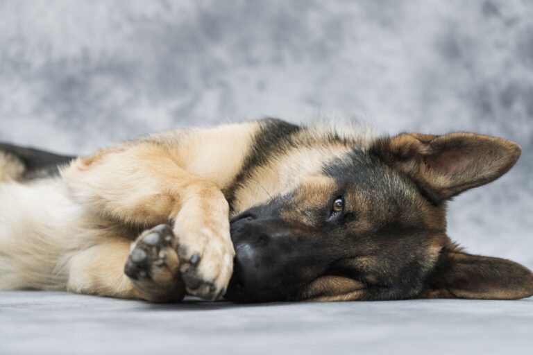 9 Dog Breeds That Develop Genuine Guilt When They Have Broken a Rule - And Show It in Ways Science Can Now Measure